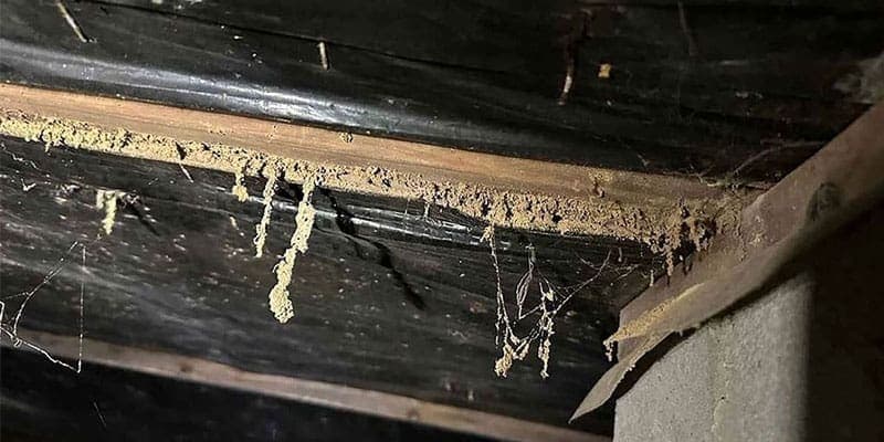 Mud tubes on a wood beam in a crawl space