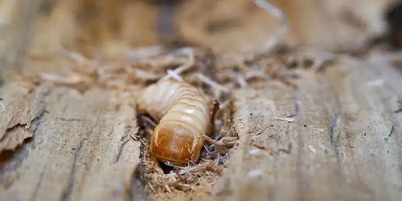 Close view of an insect larva in damaged wood