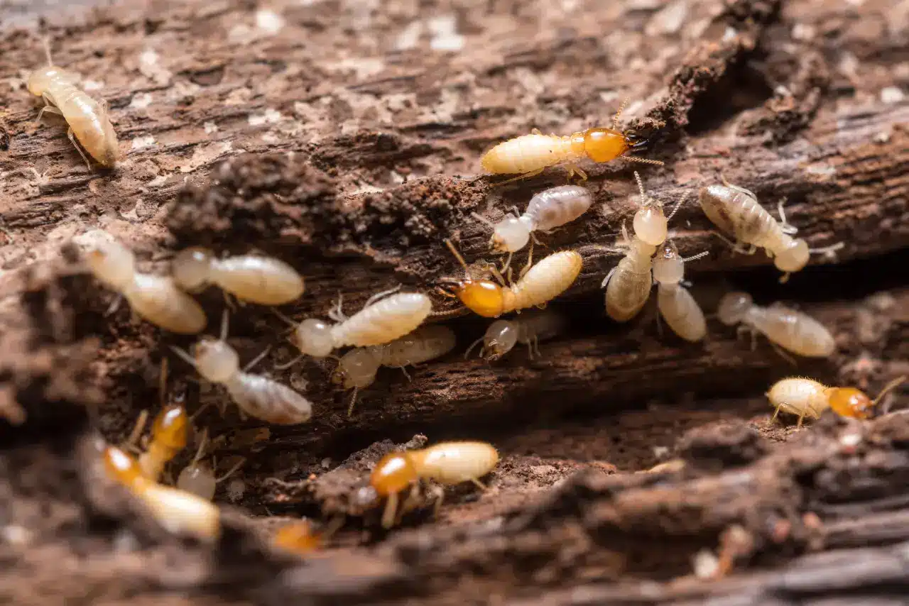 Early warning signs of termite infestation on a Carolinas home