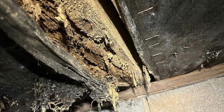 Underlying cause of termite infestation in Carolinas homes