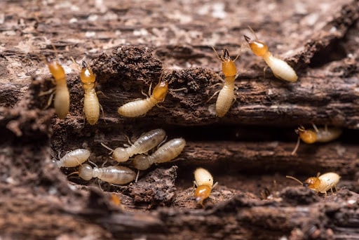 Termites on damaged wood