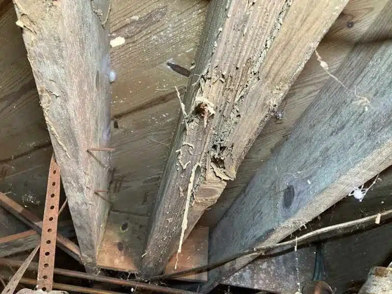 Floor joists damaged by termites in a crawl space